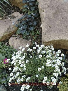 ���������� ������� Limerock 15