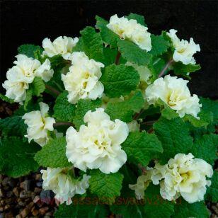 ������� ������������ Dentelle 56