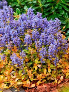  Feathered Friends Fancy Finch 18