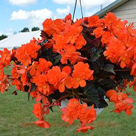 Бегония I'CONIA® Portofino Dark Orange 64