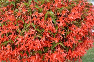 Бегония ампельная Beauvilia® DARK SALMON(P) 75