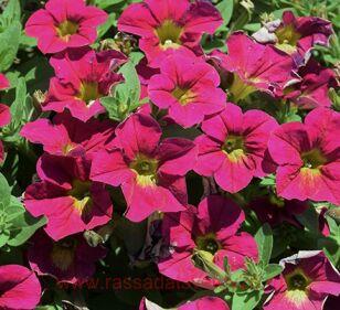  capella sangria 77-1