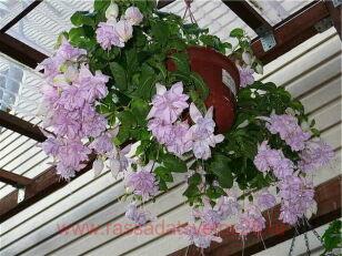 Фуксия Roesse Beauty 31