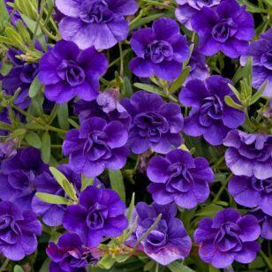 Калибрахоа Calita Double Blue 12