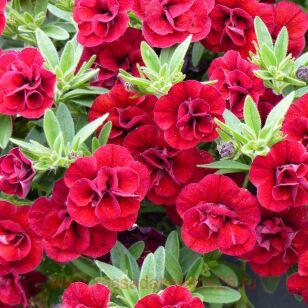 Калибрахоа Calita Double RED 53