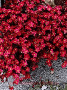 ���������� ������� Saxony Red 18