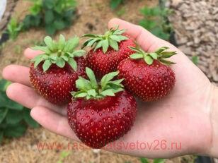 Клубника Мальвина 31