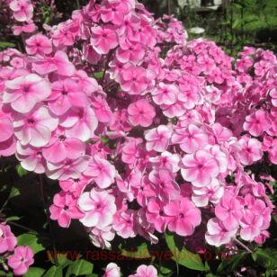 Флокс метельчатый Красотка 91