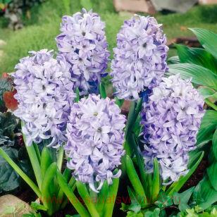 Гиацинт Hyacinthus Sky Jacket 6