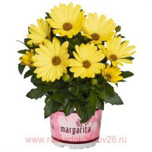 Остеоспермум Margarita Yellow 10