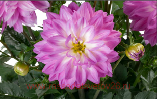 Георгин LABELLA GIGANTE PINK 3