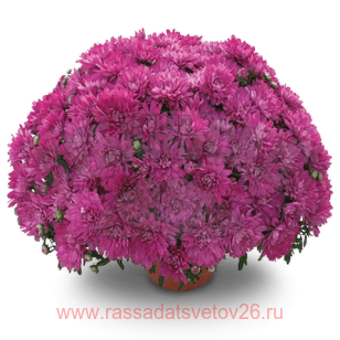 ���������� Precocita Lavande 21