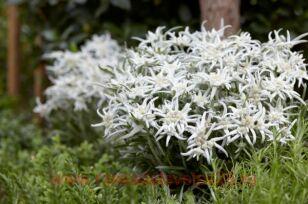  Leontopodium) Blossom of Snow