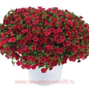 ���������� Lia Dark Red 27