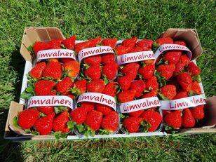 �������� ���������� (Limvalnera) 5