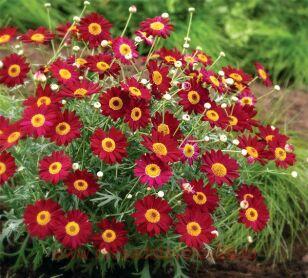Аргирантемум Madeira Red 7