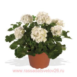Пеларгония зональная Survivor Idols White 159