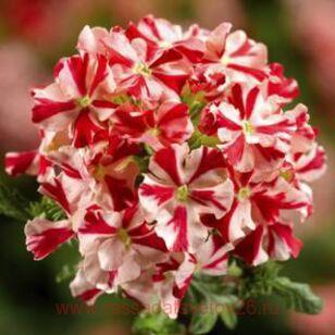  Magellan Red Star 51