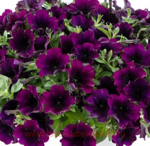 ������� Capella Mulberry 52