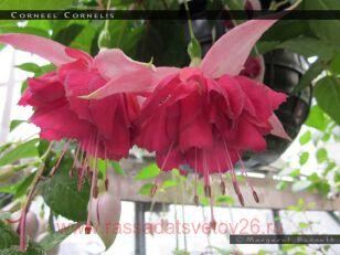 Фуксия Corneel Cornelis 22