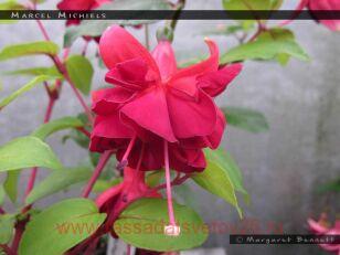 Фуксия Marsel Michiels 76