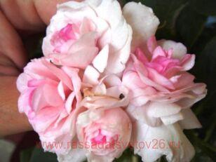 Бальзамин Dоublе сlаir rоsе 48