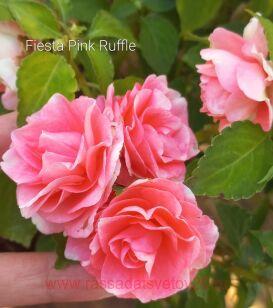 Бльзамин Fiesta pink ruffle 69
