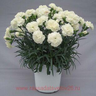 Гвоздика Moonstone 7