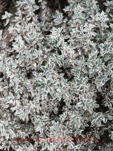 ������ ��������������� Silver Queen 16