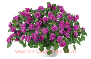 Бальзамин УОЛЛЕРА MUSICA FINE PURPLE 14
