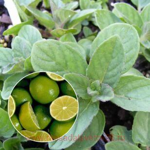 Мята LEMON FRESH 41