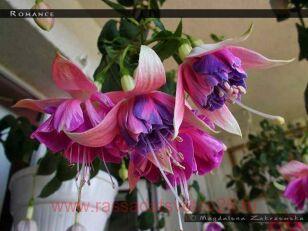 Фуксия Romance 87