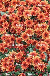 Хризантема Blooming Beauty ® Orange DeLuxe 100