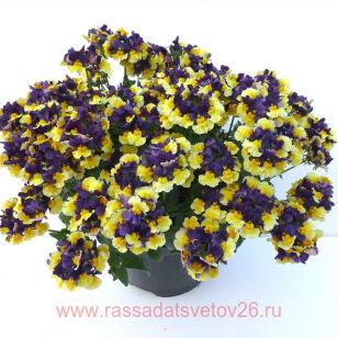 Немезия Aroma Plums and Custard 2