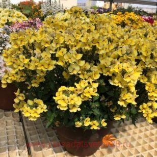 ������� NESIA INCA 1 