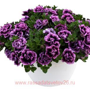 Петуния Sugar Plum 249