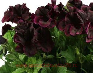Королевская пеларгония IRTA Novita Classic Blacky 200