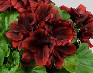 Королевская пеларгония Novita Classic Purple Red 149