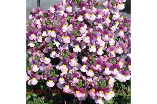 ������� Nuvo Carmine 13