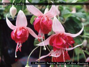 Фуксия Nicola Clair 154