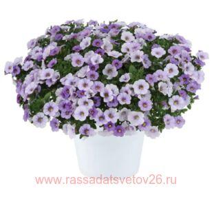 ���������� Ombre Blue 35