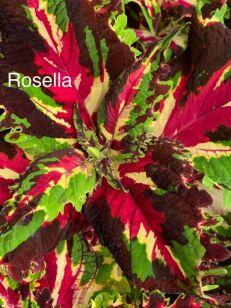 ������ Rozella 210