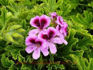   Gourmee Orange Fizz 15