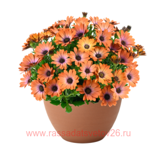 ������������ Besties Inspiring Orange 63