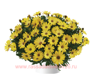 Остеоспермум ампельный OSTICADE Yellow 53