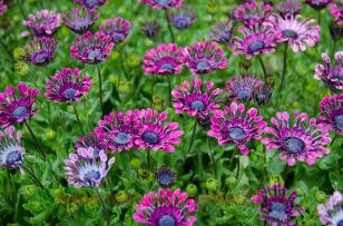 Остеоспе́рмум MARGARITA Purple Spoon 82