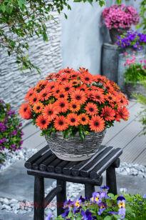 Остеоспермум DALINA COMPACT Orange Brique 71
