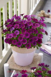 Остеоспермум DALINA COMPACT Purple 75
