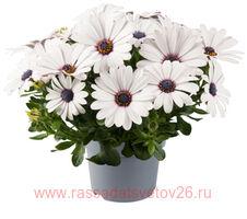 Остеоспермум DALINA COMPACT White Impr. 74