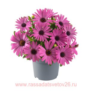 Остеоспермум DALINA COMPACT Pink Impr. 72
